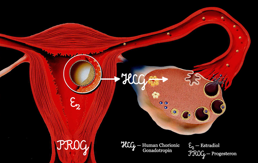 Egg donation pregnancy in the first trimester